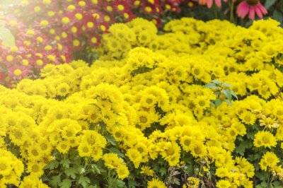 露水夫妻是什么意思 露水夫妻之间有爱能在一起吗