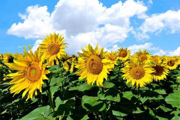 露水夫妻是什么意思