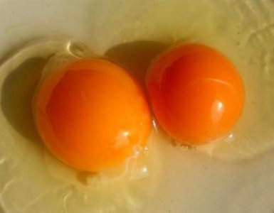 双黄蛋是激素催出来的吗 双黄蛋的产生激素没有任何关系