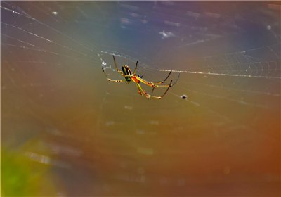 床上放什么东西驱蜘蛛 家里经常出现讨厌的蜘蛛怎么办