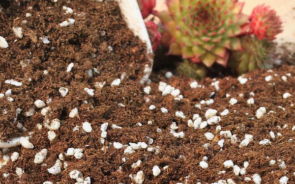 买的营养土还用掺土吗