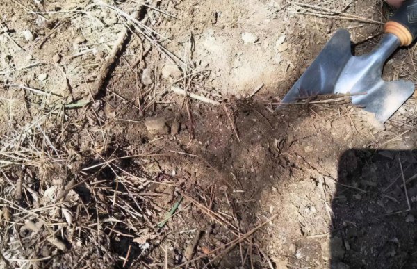 买的营养土还用掺土吗