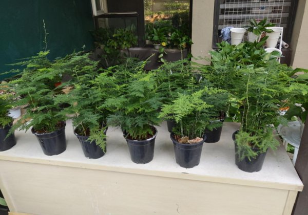 买的营养土还用掺土吗