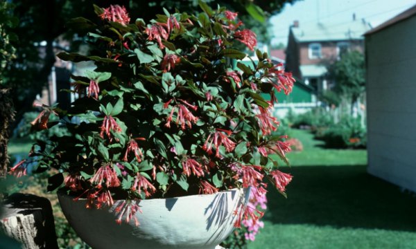 买的营养土还用掺土吗