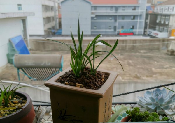 买的营养土还用掺土吗