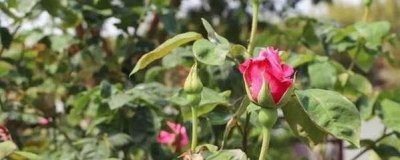 阿斯匹林适用养哪些花 哪些花可以使用阿司匹林进行喷洒