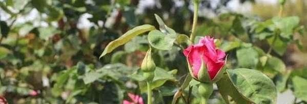 阿斯匹林适用养哪些花