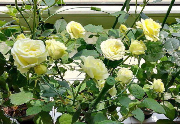 阿斯匹林适用养哪些花