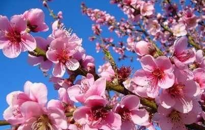 阿斯匹林适用养哪些花