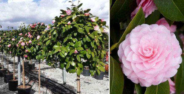 阿斯匹林适用养哪些花