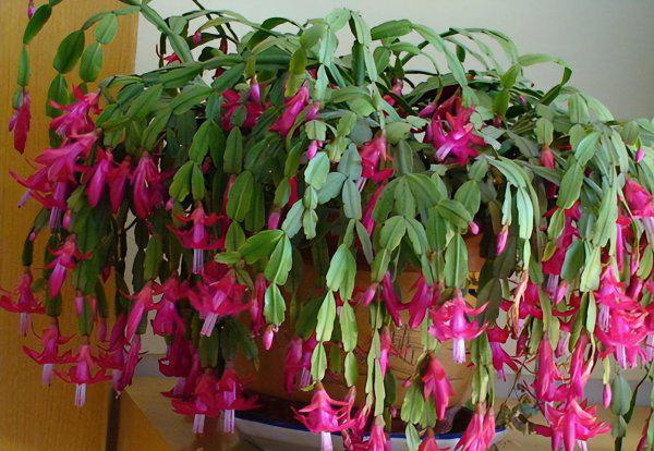 阿斯匹林适用养哪些花