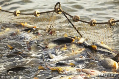 没刺的鱼都有哪些 盘点4种味道好吃且刺还少的鱼