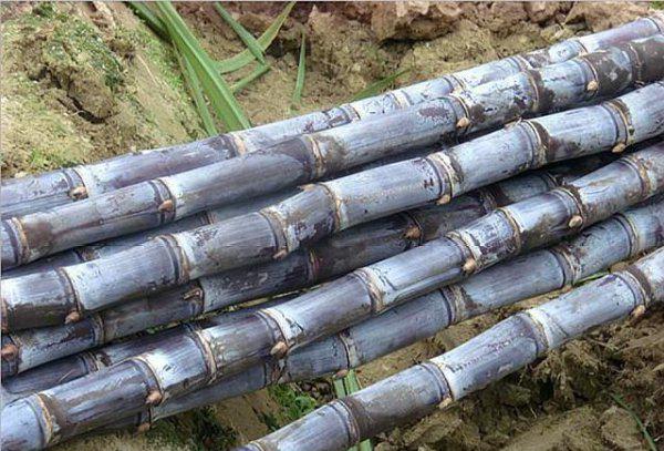 白糖为什么是战略物资