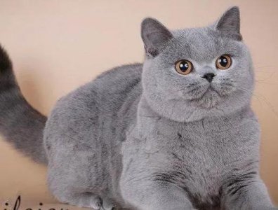 什么猫最贵最值钱排名 世界上最昂贵的十种猫品种介绍