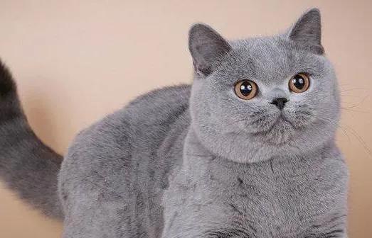 什么猫最贵最值钱排名