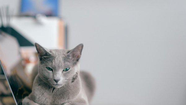 什么猫最贵最值钱排名