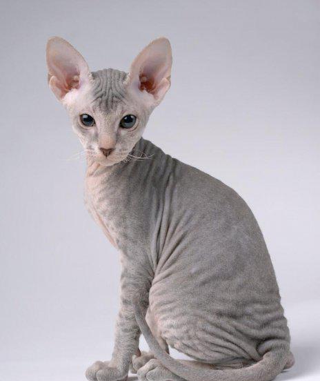 什么猫最贵最值钱排名