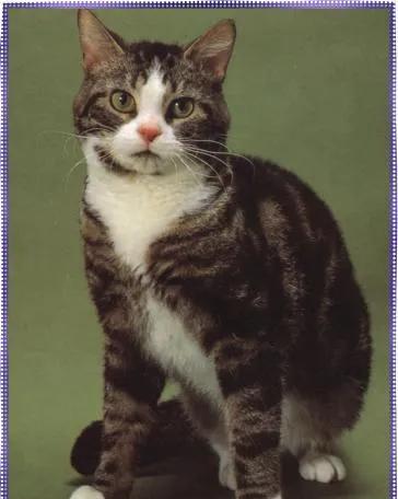 什么猫最贵最值钱排名