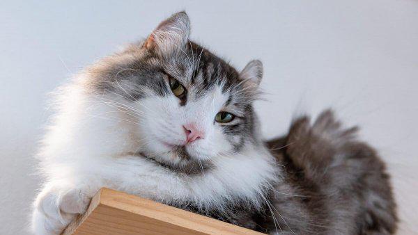 什么猫最贵最值钱排名