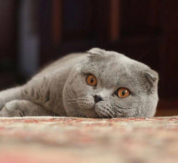 什么猫最贵最值钱排名