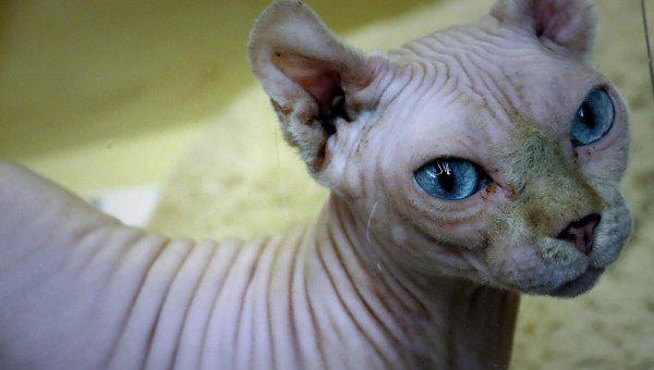 什么猫最贵最值钱排名