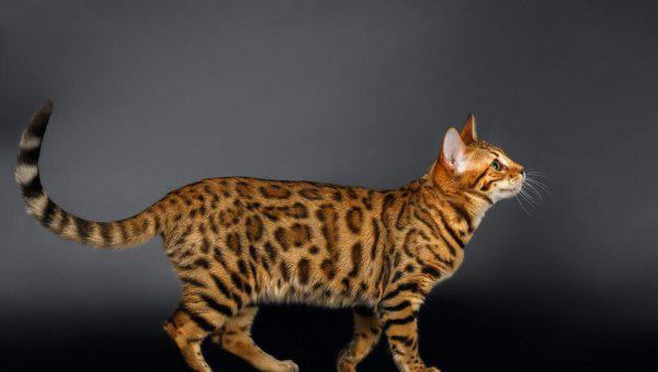 什么猫最贵最值钱排名