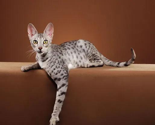 什么猫最贵最值钱排名