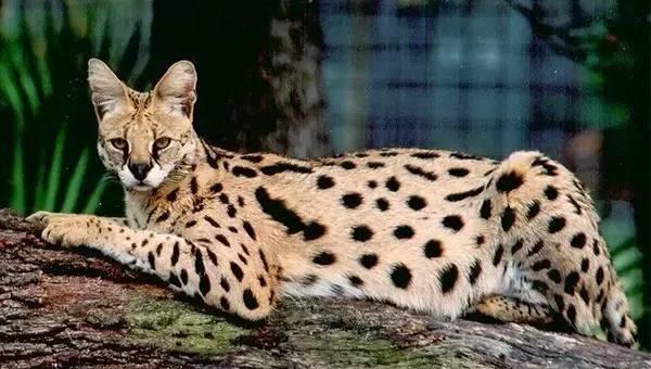 什么猫最贵最值钱排名