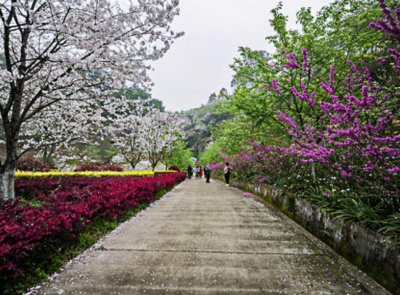 丹林樱花谷在哪里 赏樱花绝对不能错过的绝美樱花谷