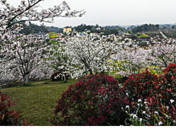 丹林樱花谷在哪里