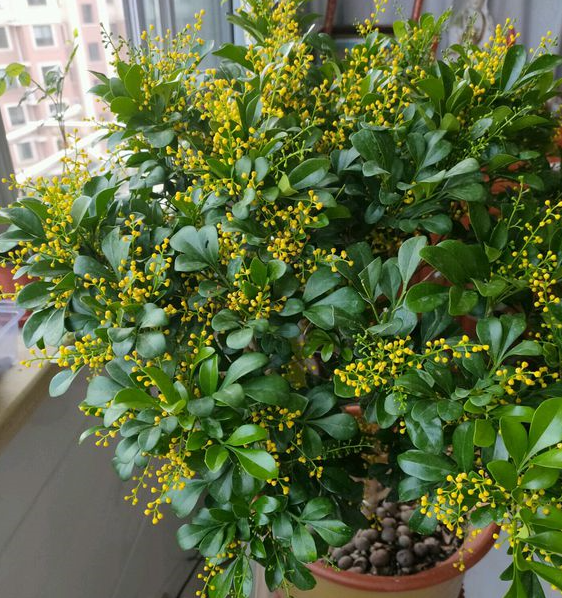 米兰什么时候开花