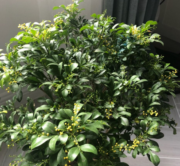 米兰什么时候开花