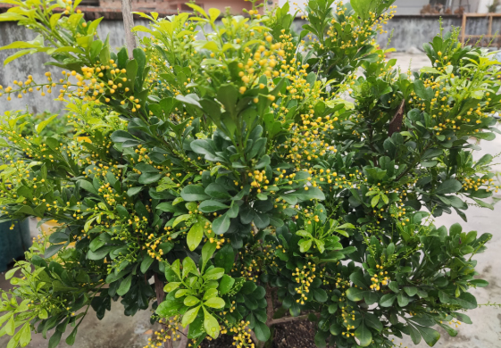 米兰什么时候开花