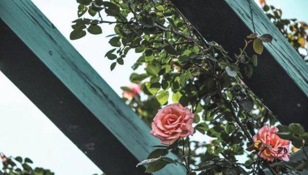 玫瑰和月季有什么区别