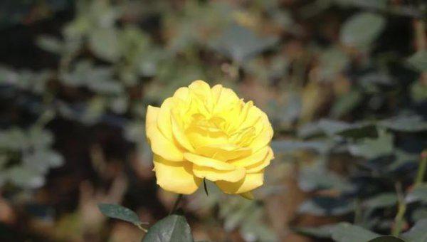 玫瑰和月季有什么区别