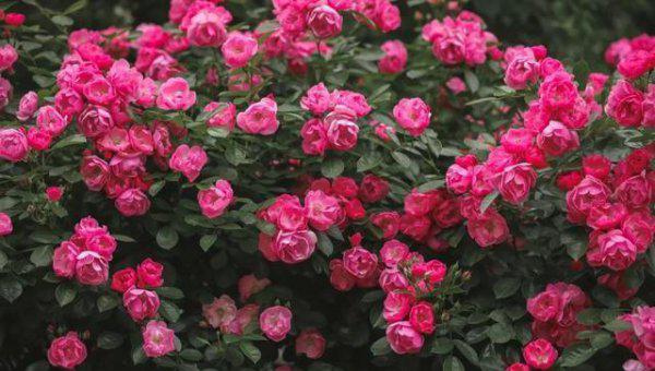 玫瑰和月季有什么区别