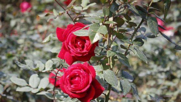 玫瑰和月季有什么区别