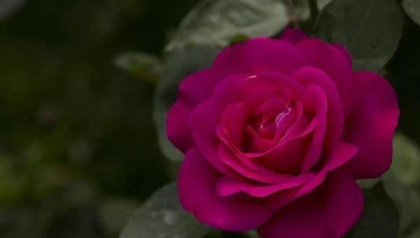 玫瑰和月季有什么区别