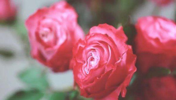 玫瑰和月季有什么区别