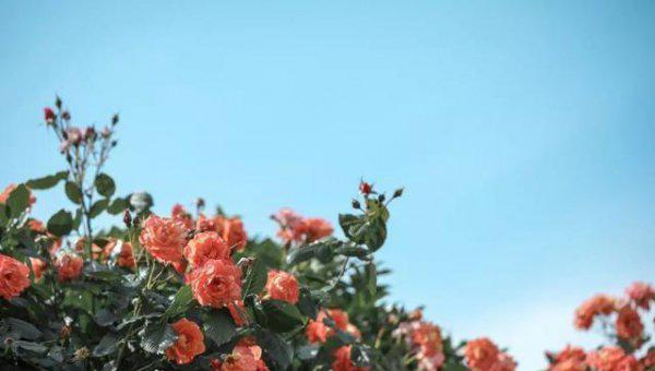 玫瑰和月季有什么区别