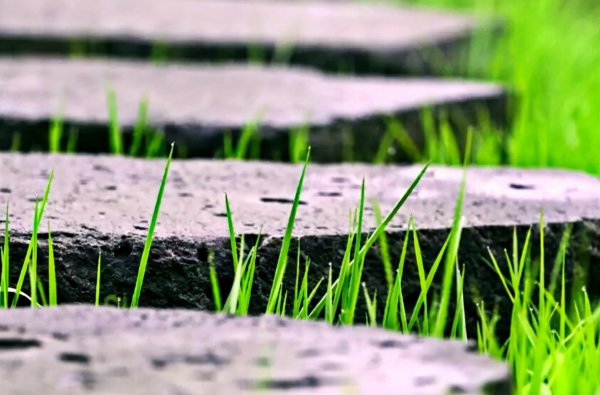 早春呈水部张十八员外的诗意