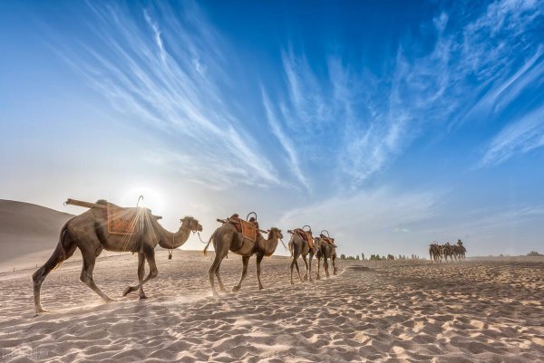 中原葡萄种植始于什么年代