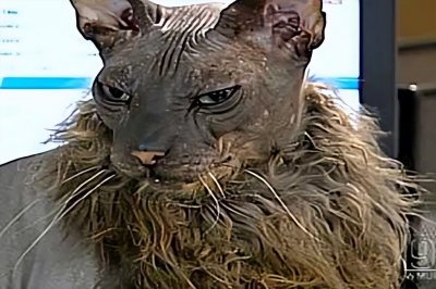 世界上最丑的猫叫什么名字 盘点丑出天际的十位喵星人