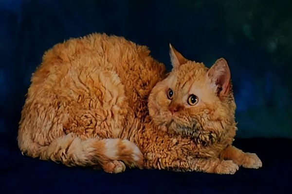 世界上最丑的猫叫什么名字