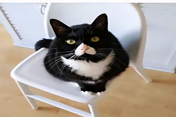 世界上最丑的猫叫什么名字