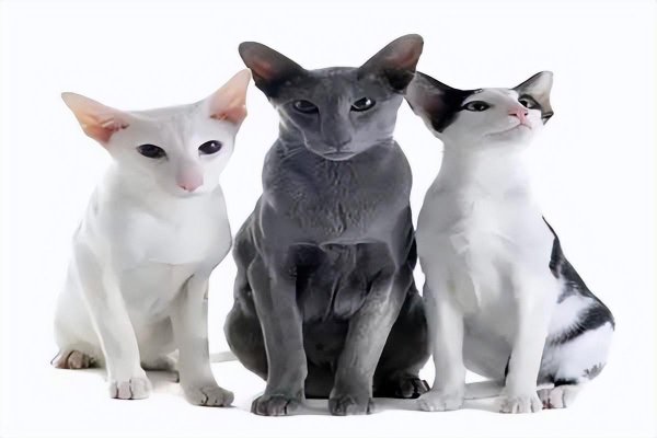 世界上最丑的猫叫什么名字