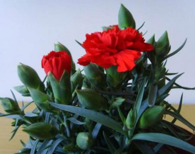 康乃馨花期多长时间 康乃馨开花的时间及养殖方法