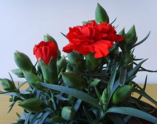 康乃馨花期多长时间