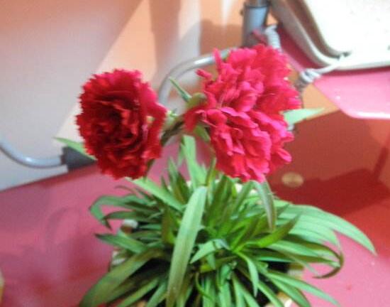 康乃馨花期多长时间