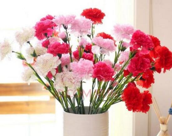 康乃馨花期多长时间